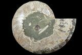 Bargain, Agatized Ammonite Fossil (Half) - Madagascar #111539-1